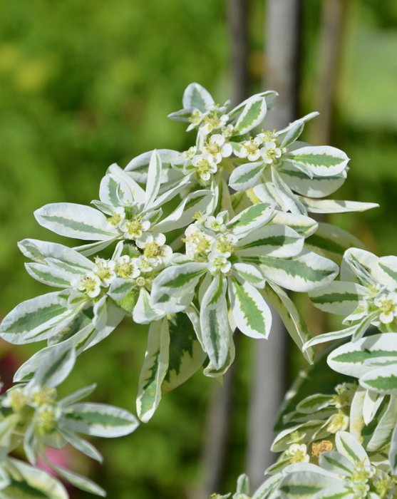 Euphorbia marginata 'Summer Icicle' (3)